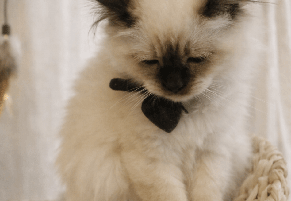 Heilige Birmaan kitten kopen