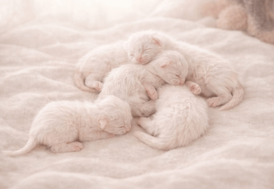 Net geboren nestje heilige birmaan kittens