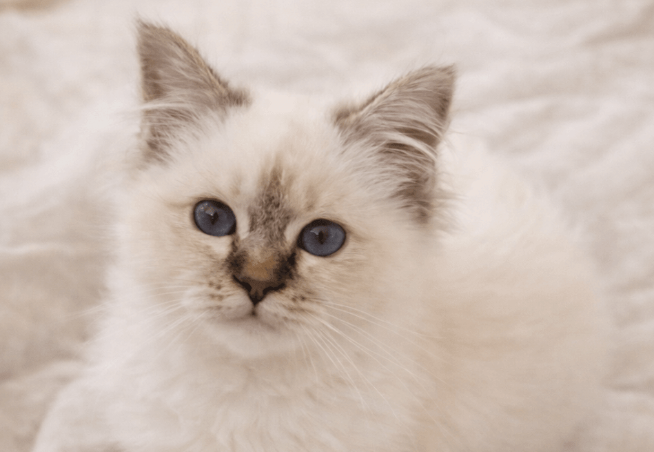 Krijgt een Heilige Birmaan kitten een stamboom