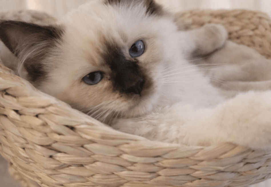 Waar let je op bij een Heilige Birmaan fokker